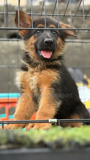 1-3 months Female Purebred German Shepherd