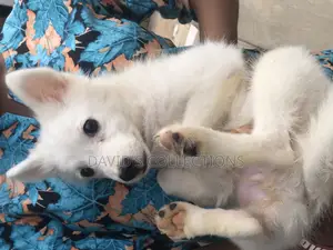1-3 months Female Purebred American Eskimo