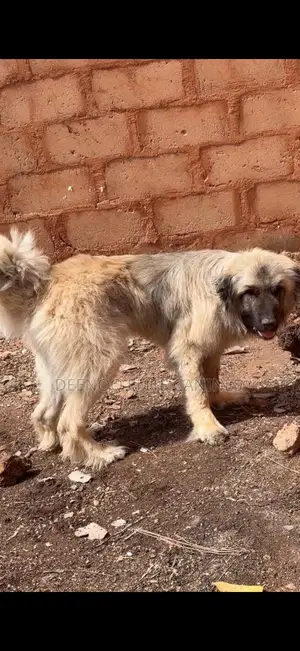 1+ year Male Purebred Caucasian Shepherd