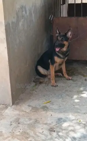 6-12 months Female Purebred German Shepherd