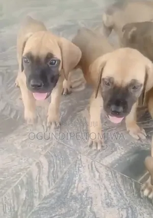 1-3 months Female Purebred Boerboel