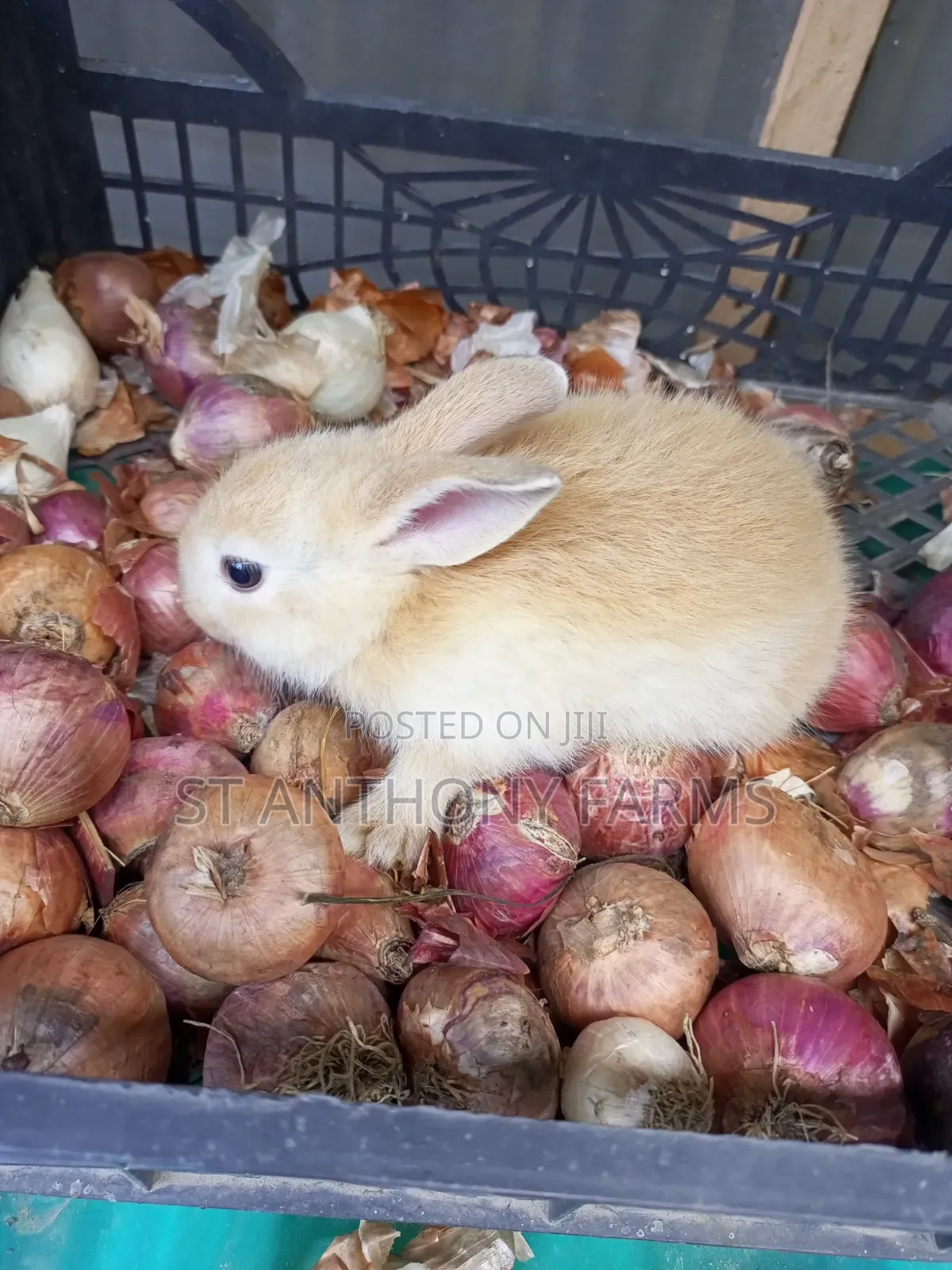 Friendly Bunnies