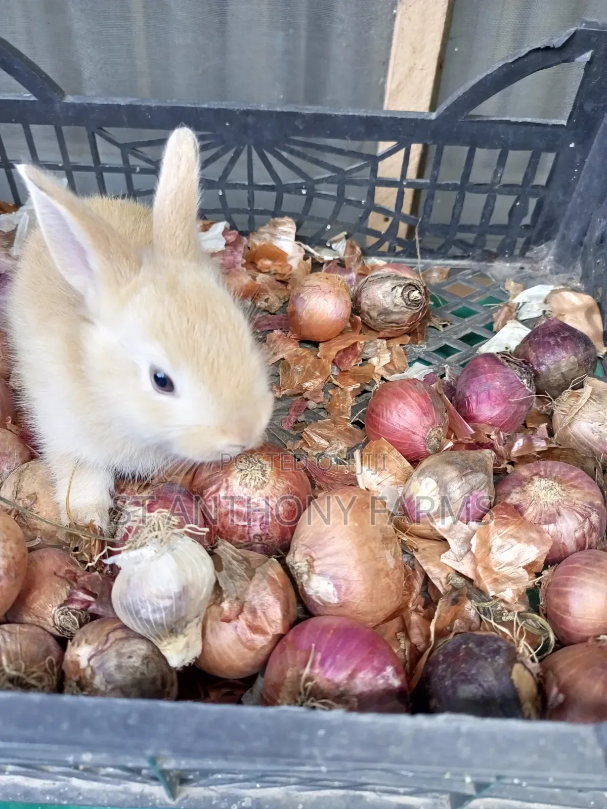 Friendly Bunnies