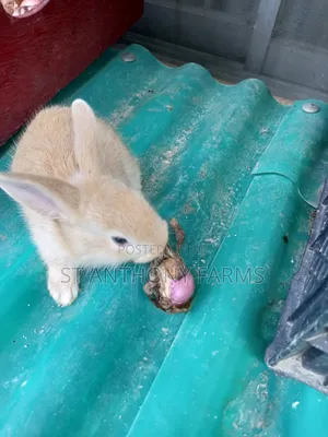 Beautiful Rabbits