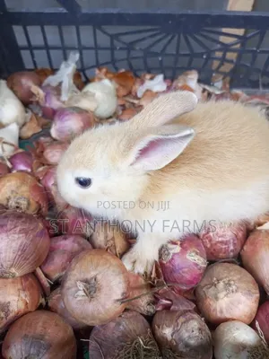 Beautiful Rabbits