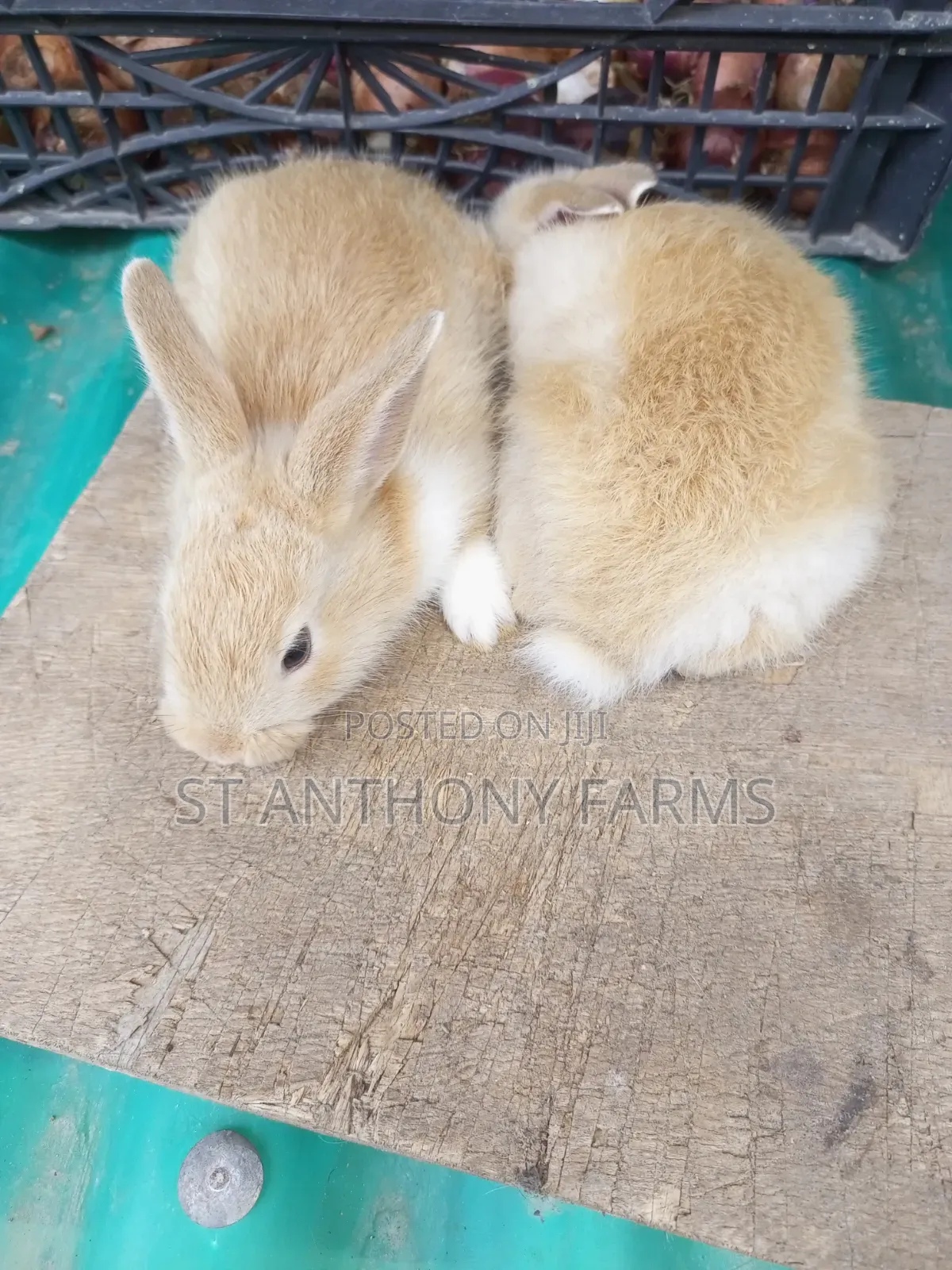 Cute Bunnies