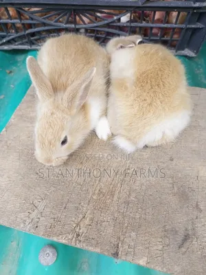 Cute Bunnies