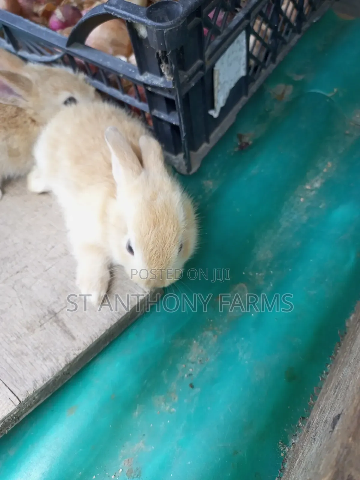 Cute Bunnies