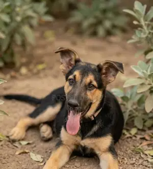 1-3 months Female Purebred German Shepherd