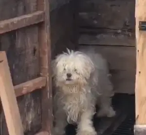 1-3 months Male Purebred Lhasa Apso