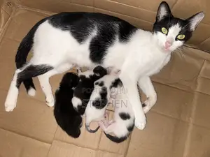 1-3 months Female Mixed Breed American Shorthair