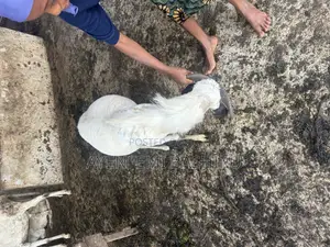 Sallah Ram