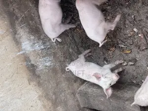 Pigs for Sale
