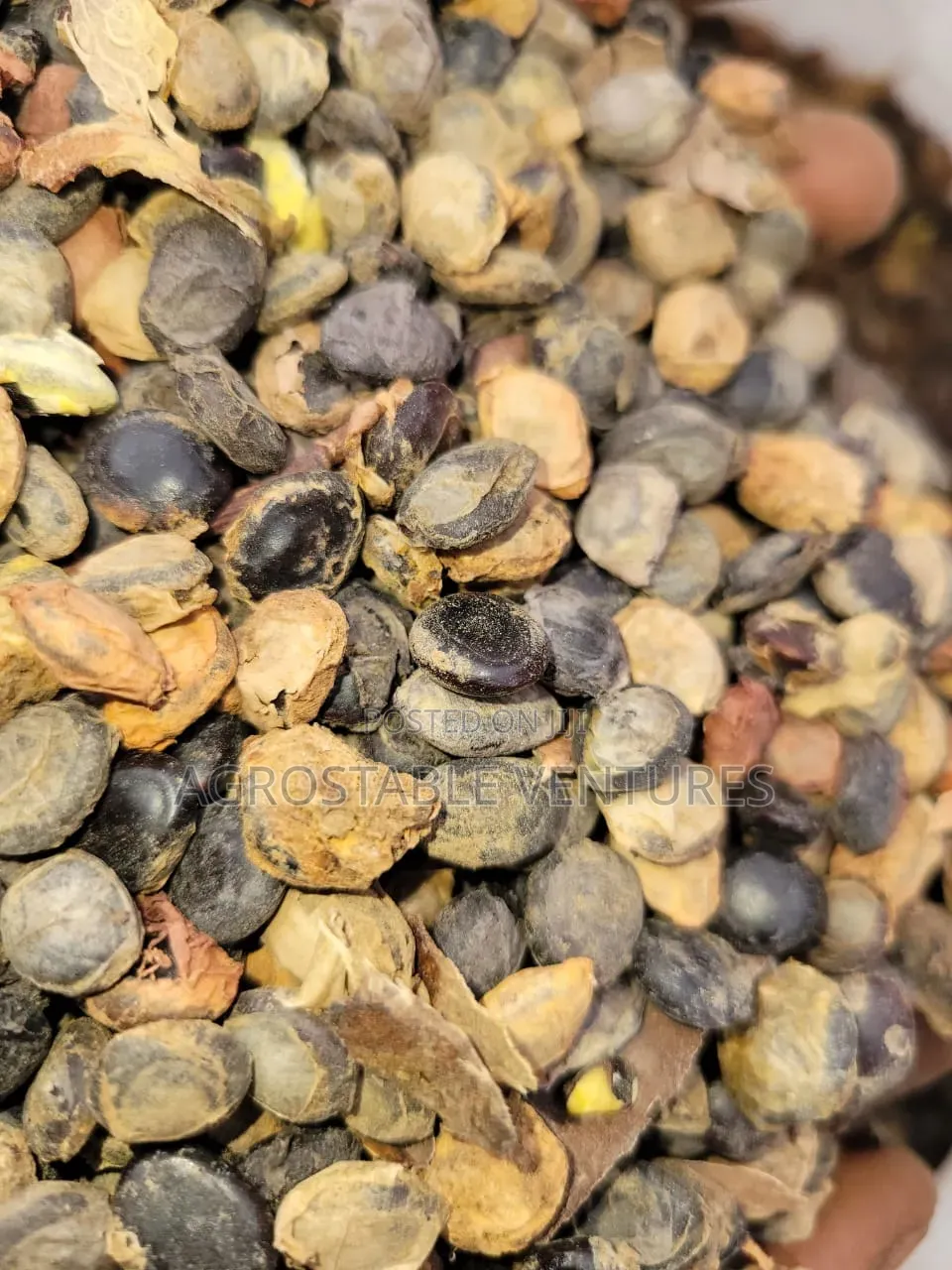 Locust Beans