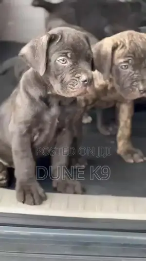 1-3 months Male Purebred Cane Corso