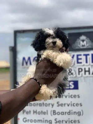 1-3 months Female Purebred Lhasa Apso