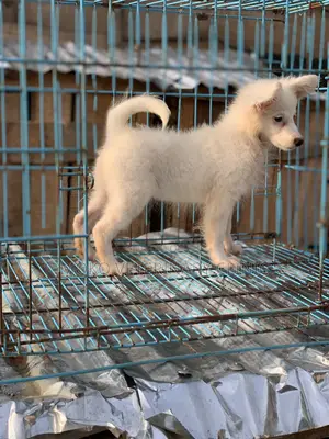 3-6 months Female Purebred American Eskimo