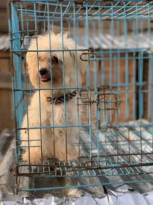 6-12 months Female Purebred Lhasa Apso