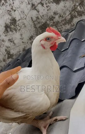 Fresh Broilers Ready To Cook