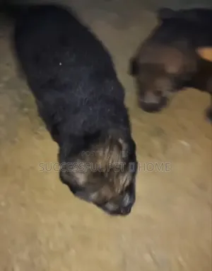 0-1 month Female Mixed Breed Rottweiler