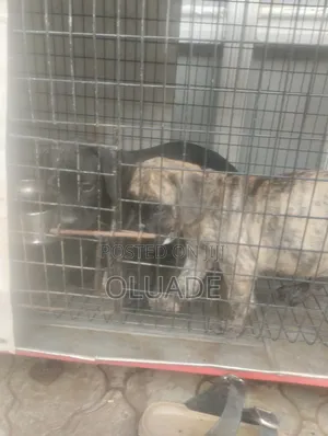 1-3 months Female Purebred Boerboel