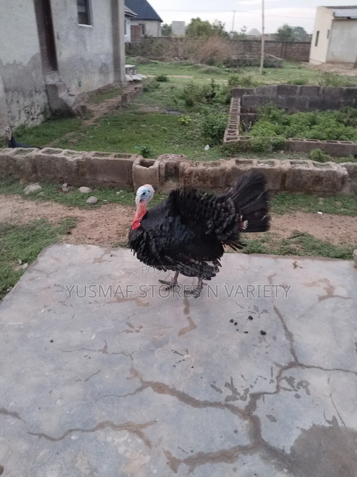 Local Chicken Is for Sale
