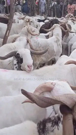 Sallah Rams for Sale