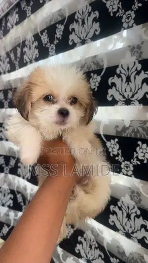 1-3 months Male Purebred Lhasa Apso