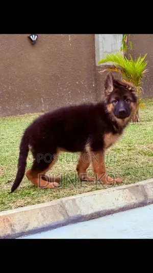 1-3 months Female Purebred German Shepherd