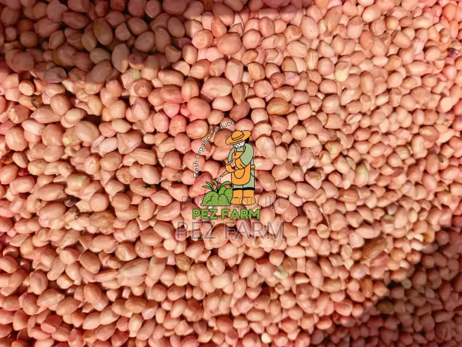 100kg Groundnut