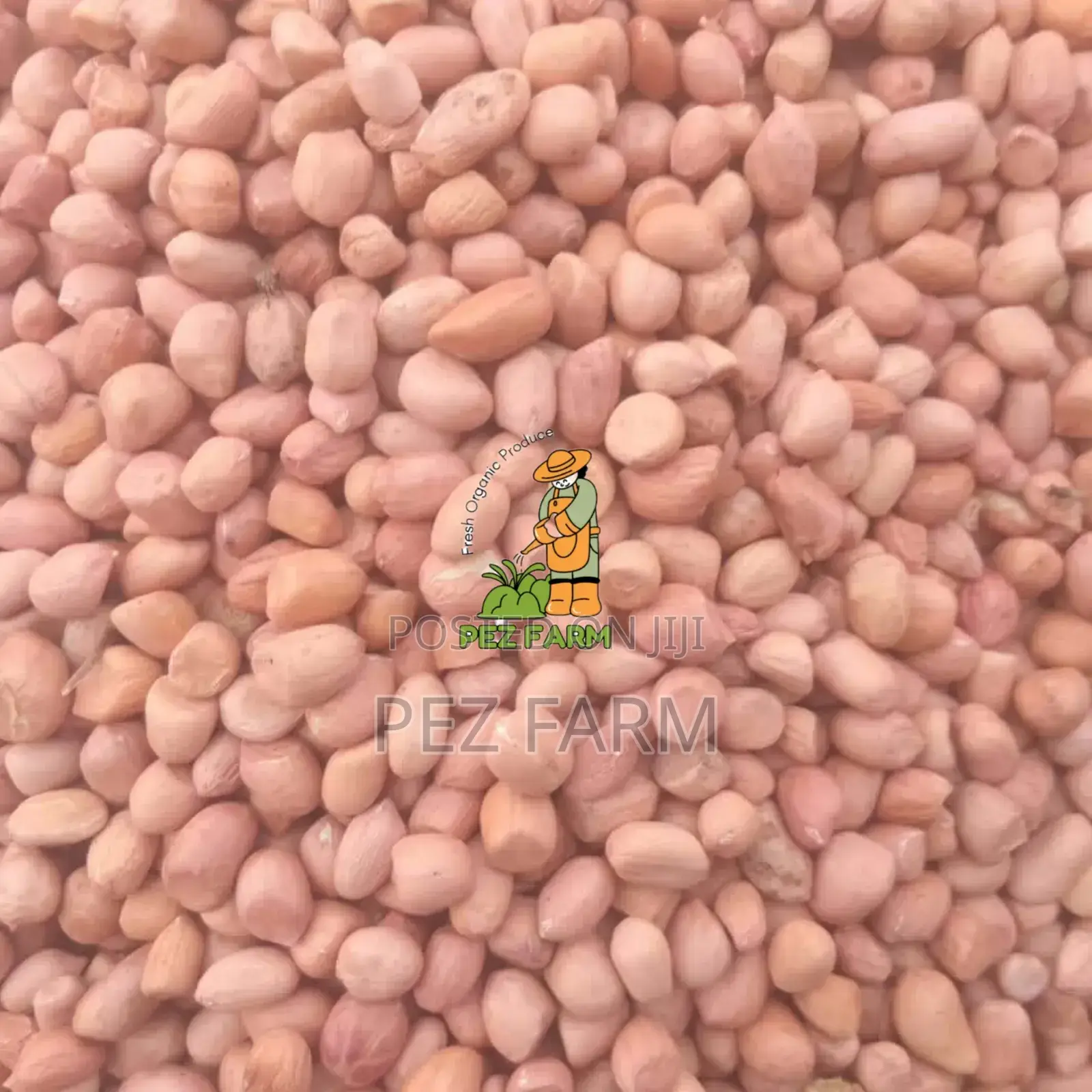 100kg Groundnut