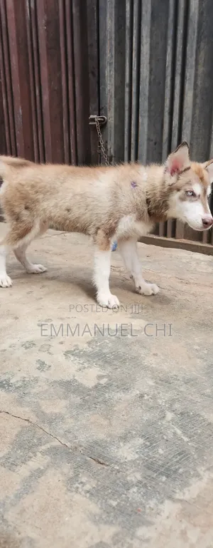 1-3 months Male Purebred Siberian Husky