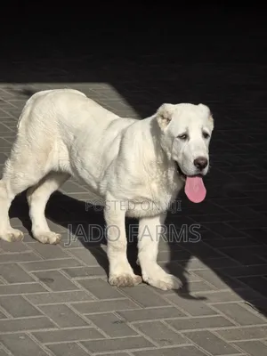 3-6 months Female Purebred Alabai