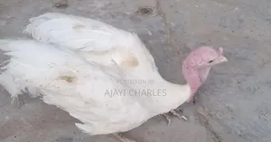 Turkey for Sale in Bulk