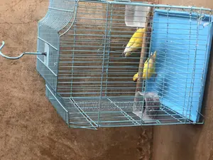 Lovely Budgies Birds for Sale