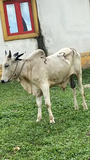 Cow, Rams,Goat