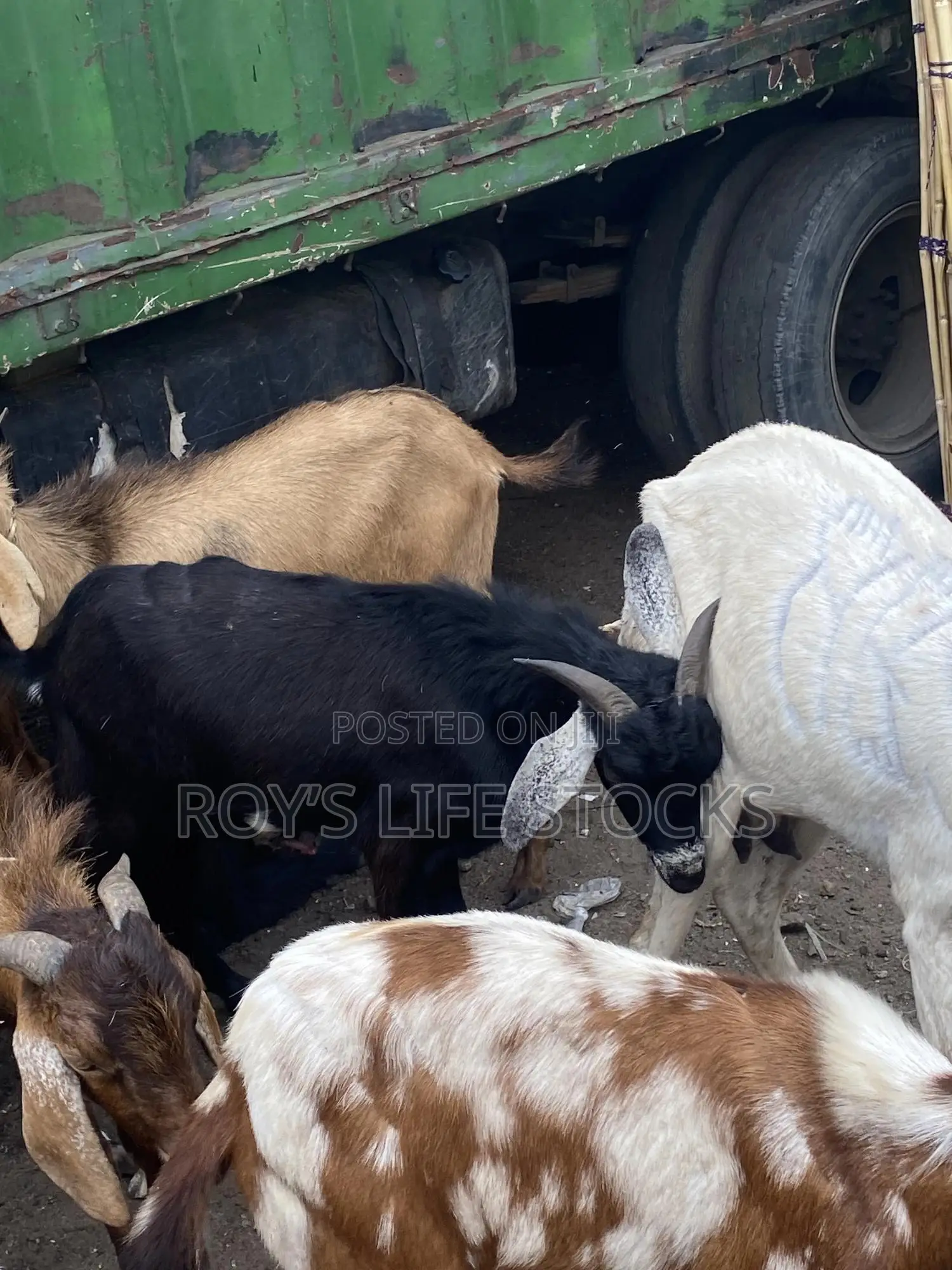 Cow, Rams,Goat