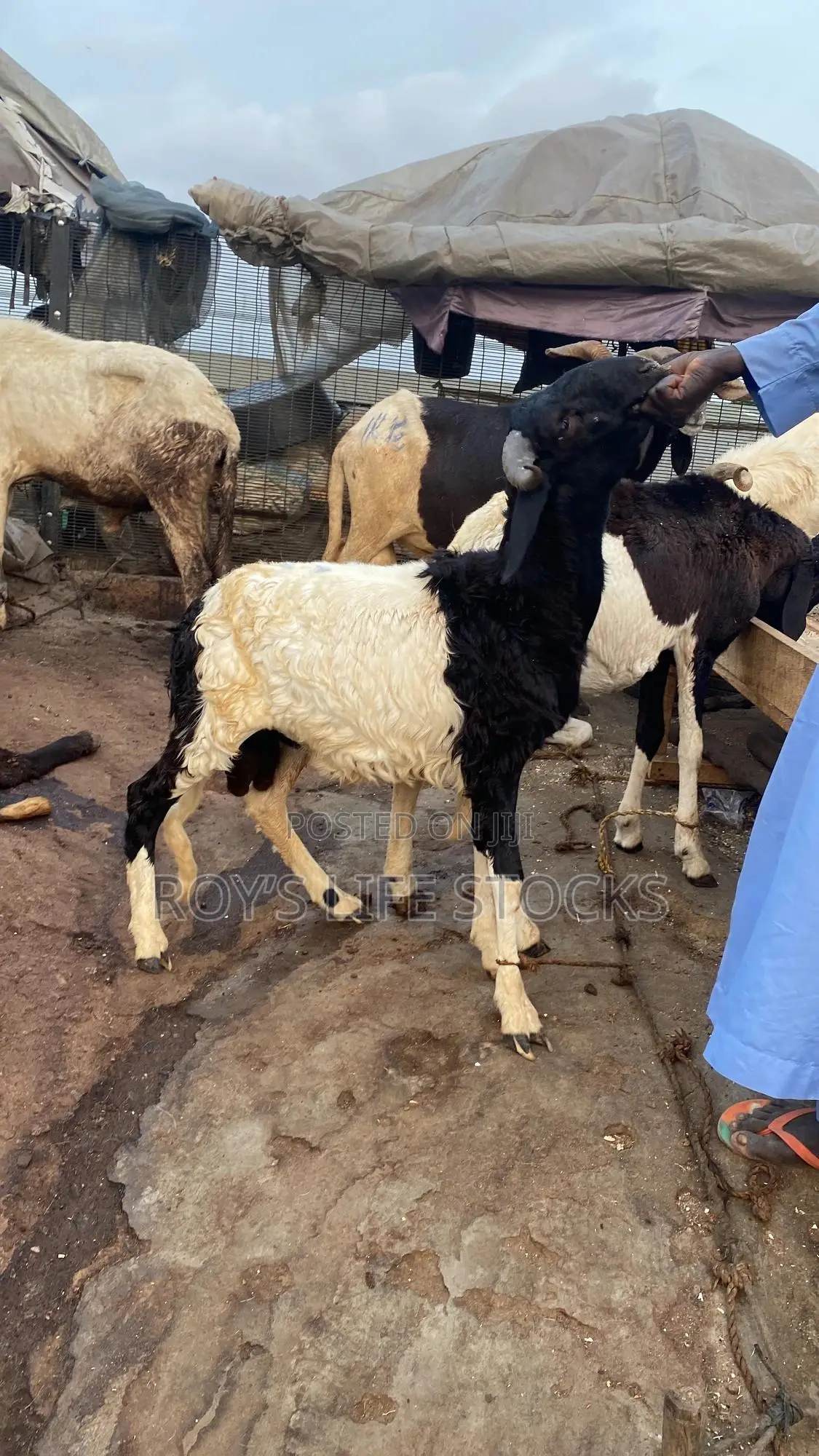 Cow, Rams,Goat
