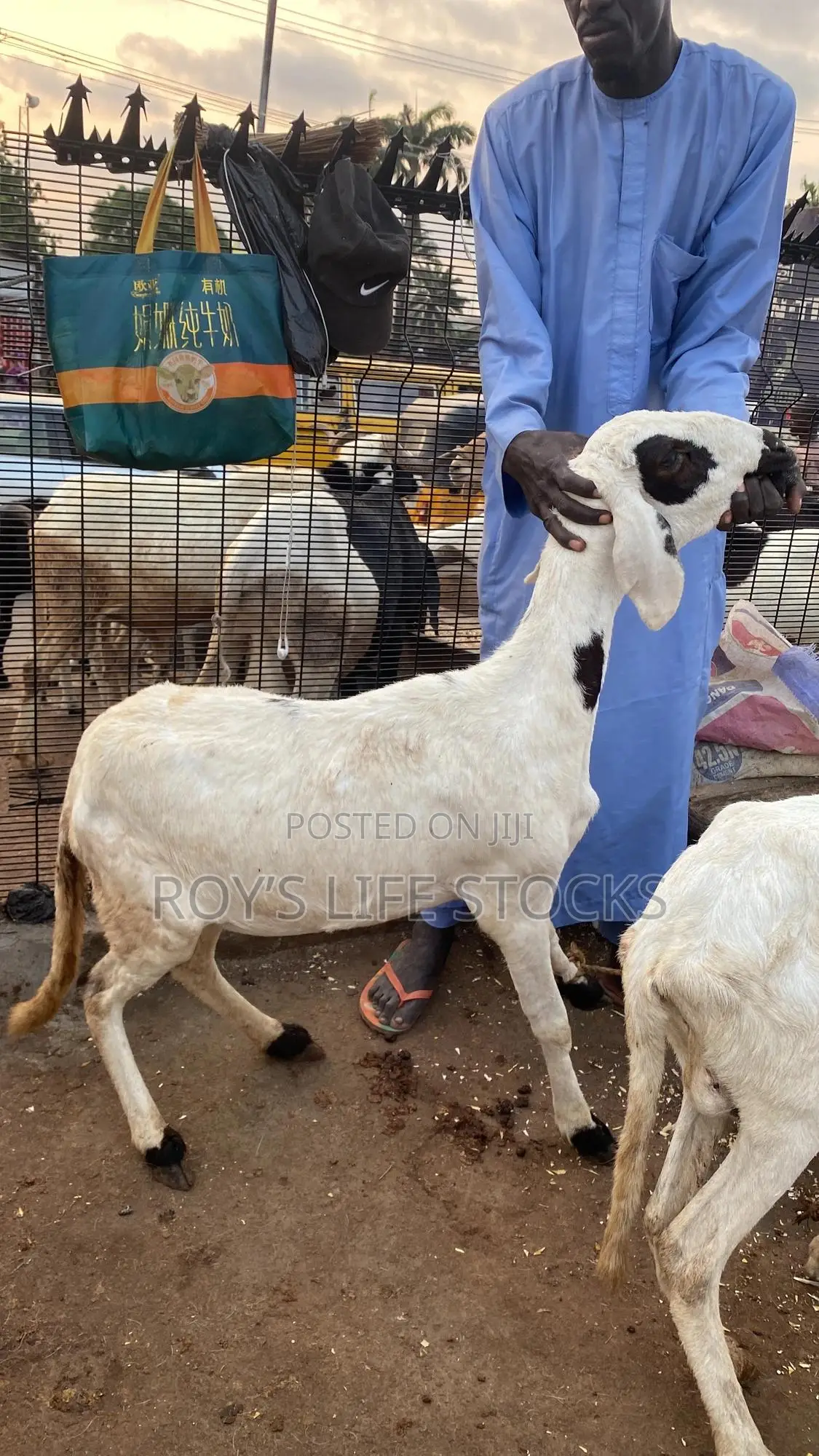 Cow, Rams,Goat