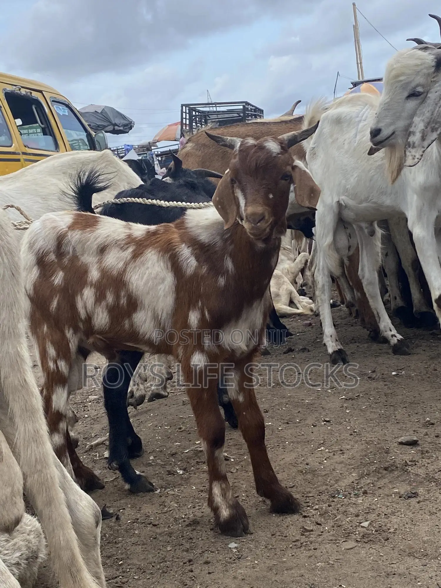 Cow, Rams,Goat