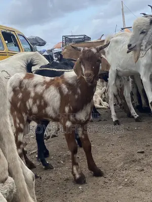 Cow, Rams,Goat