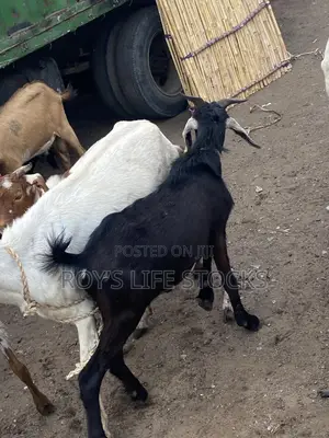 Cow, Rams,Goat