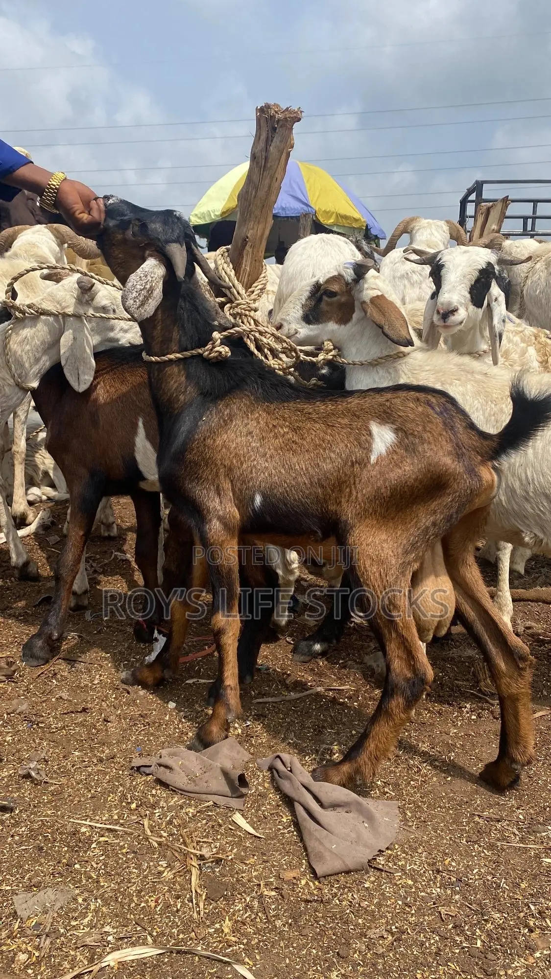 Cow, Rams,Goat