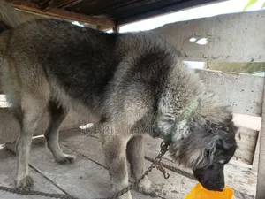 1+ year Female Purebred Caucasian Shepherd