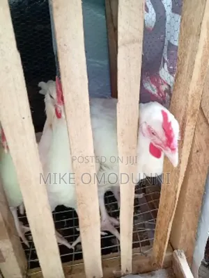 Big Cockerel and Noiler