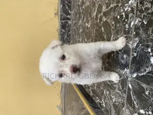 0-1 month Female Purebred Samoyed