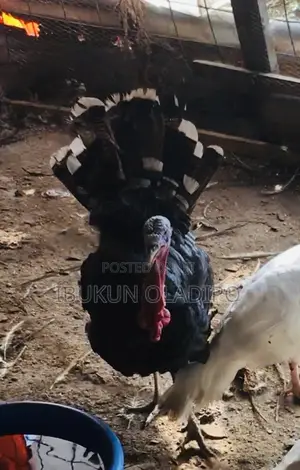 Crossing Turkeys