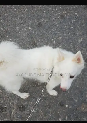 1+ year Female Purebred American Eskimo