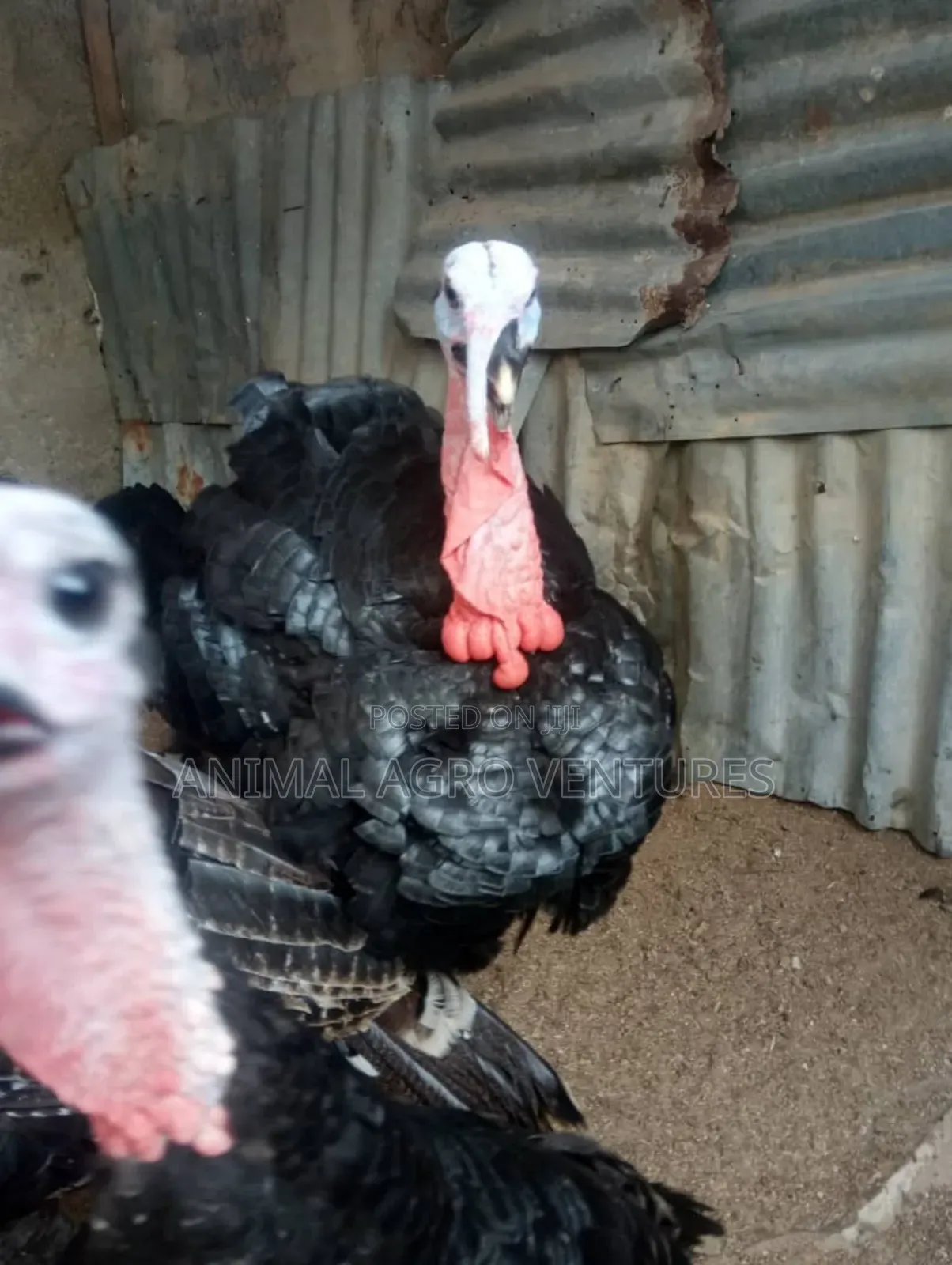 Local Turkey