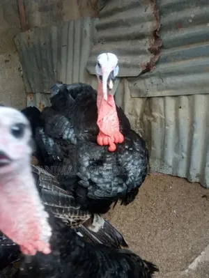 Local Turkey